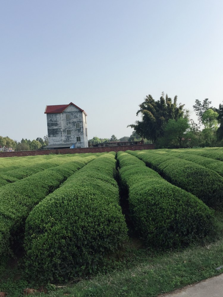 路边的茶园绿油油的，茶香扑鼻