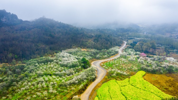 李子花开时 (7).jpg