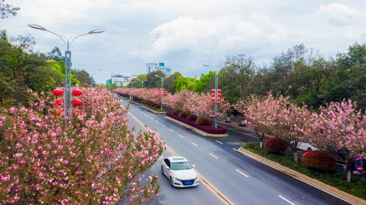 江西峡江：樱花街景美如画 (11).jpg