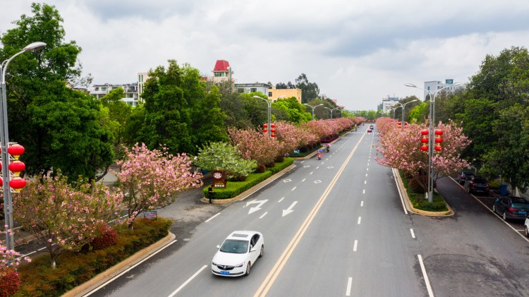 江西峡江：樱花街景美如画 (15).jpg