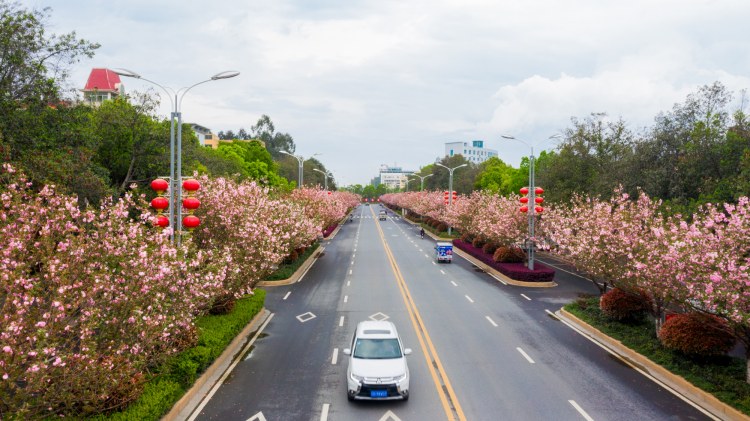 江西峡江：樱花街景美如画 (13).jpg