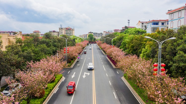 江西峡江：樱花街景美如画 (18).jpg