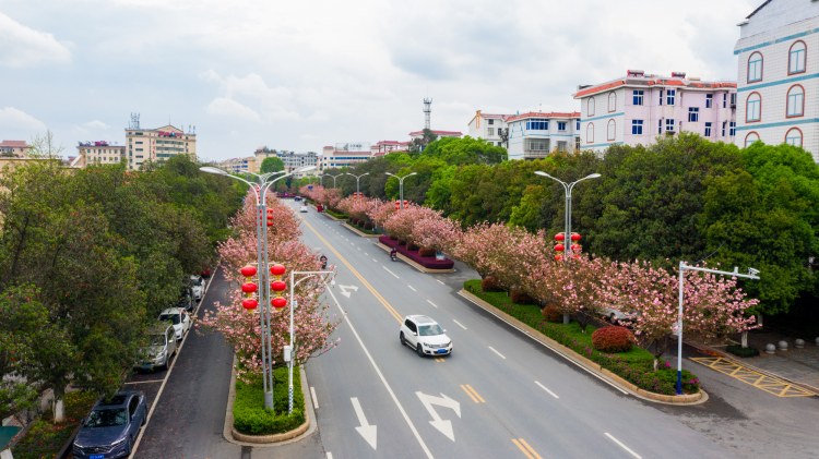 江西峡江：樱花街景美如画 (16).jpg