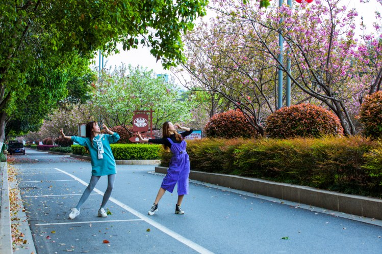 江西峡江：樱花街景美如画 (24).jpg