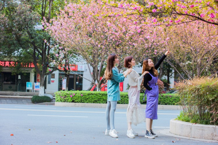 江西峡江：樱花街景美如画 (32).jpg